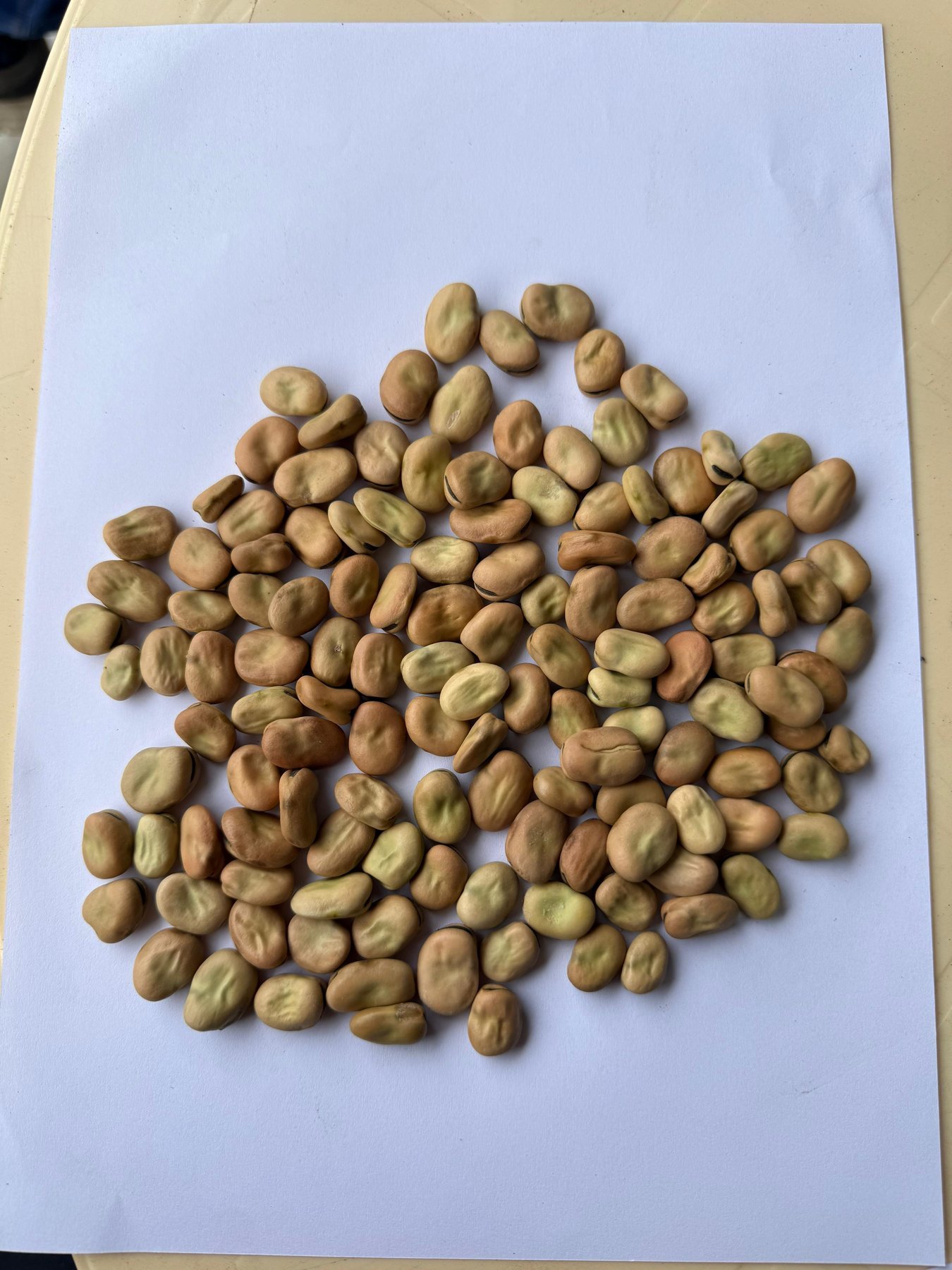 Chickpeas product sample — Admiral Agro